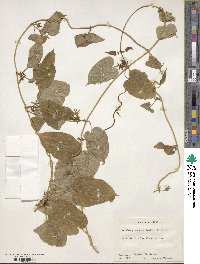 Gonolobus suberosus image