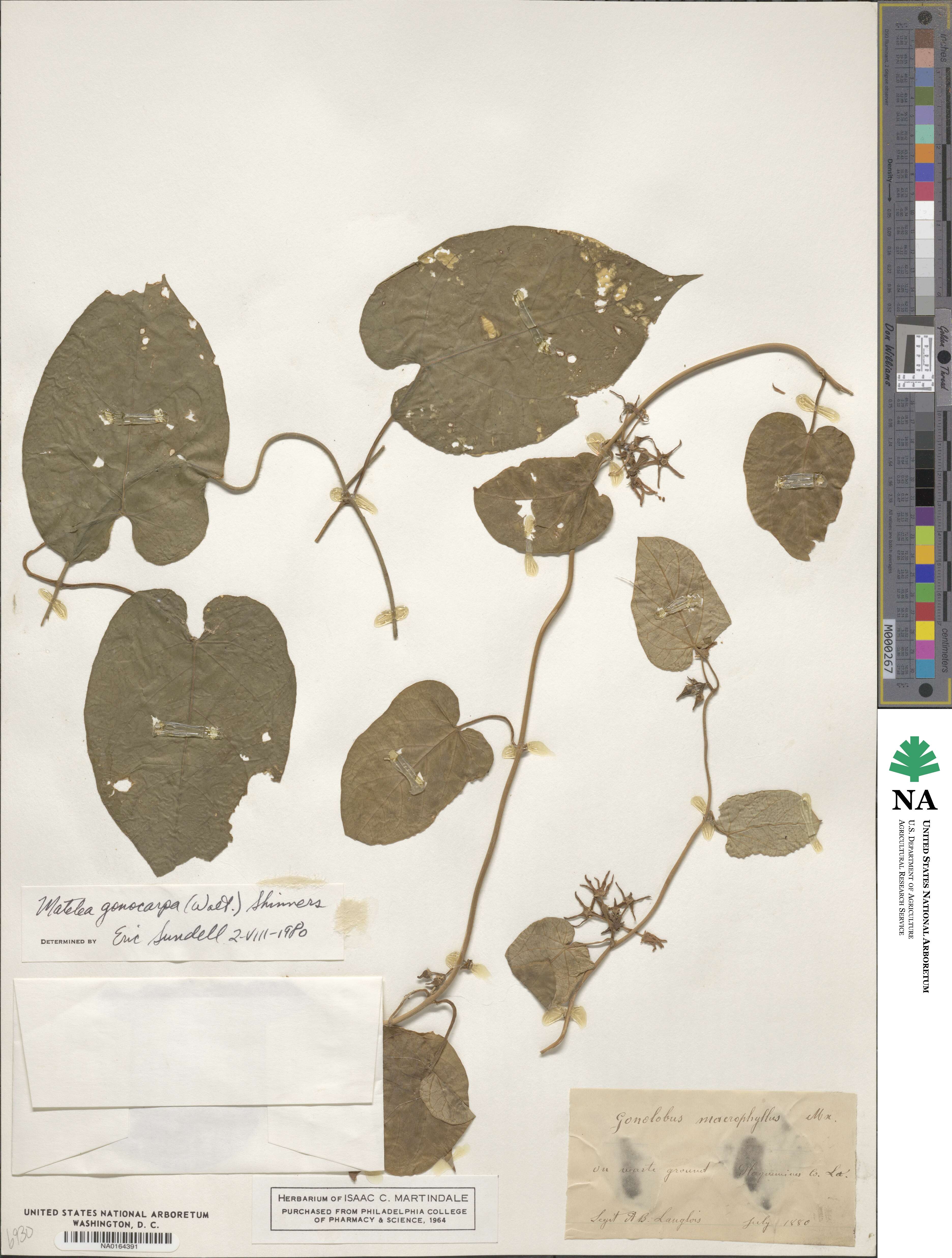 Gonolobus suberosus image