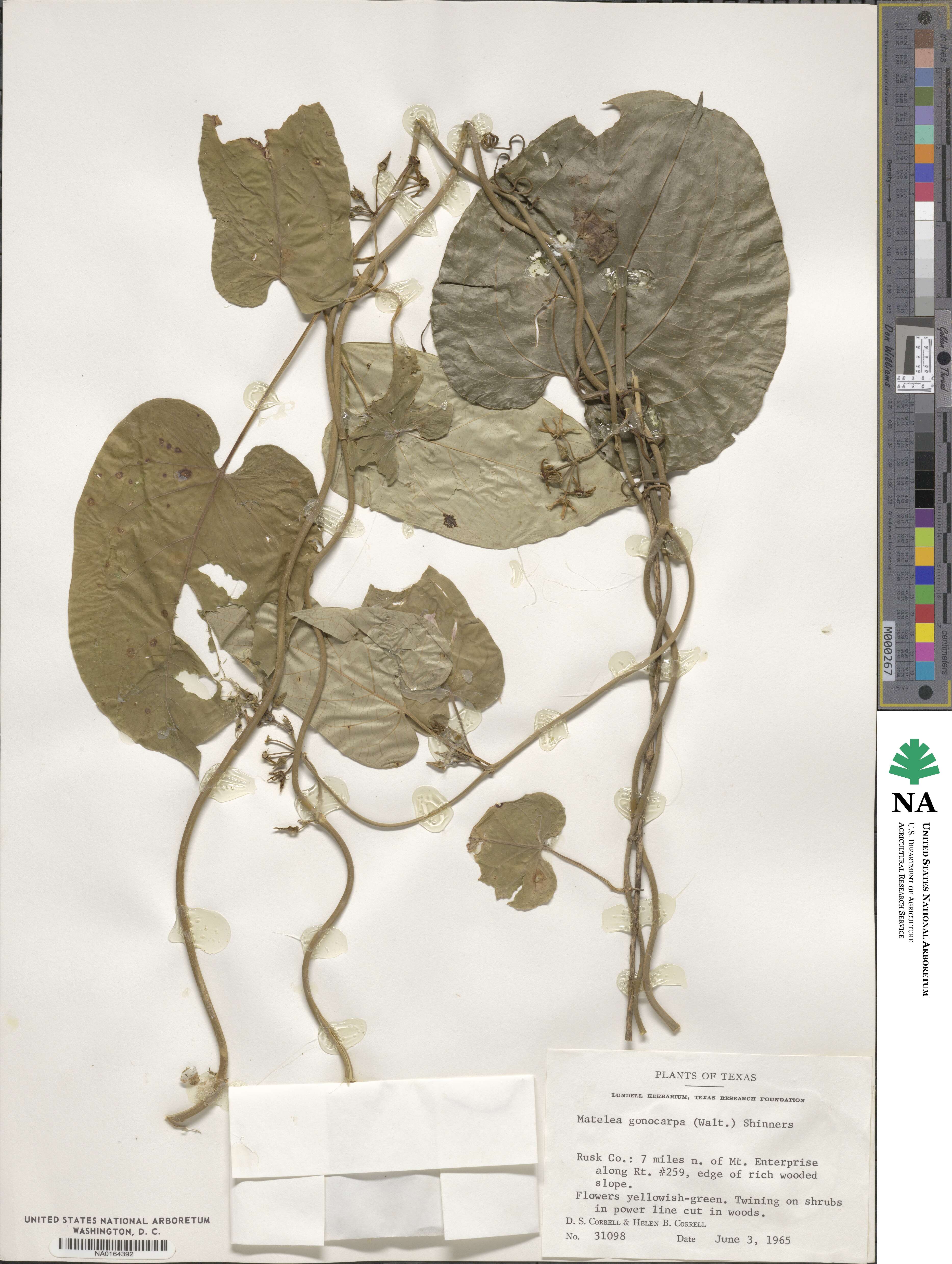 Gonolobus suberosus image