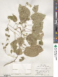 Gonolobus suberosus image