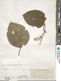 Matelea obliqua image