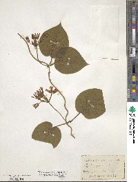 Matelea obliqua image