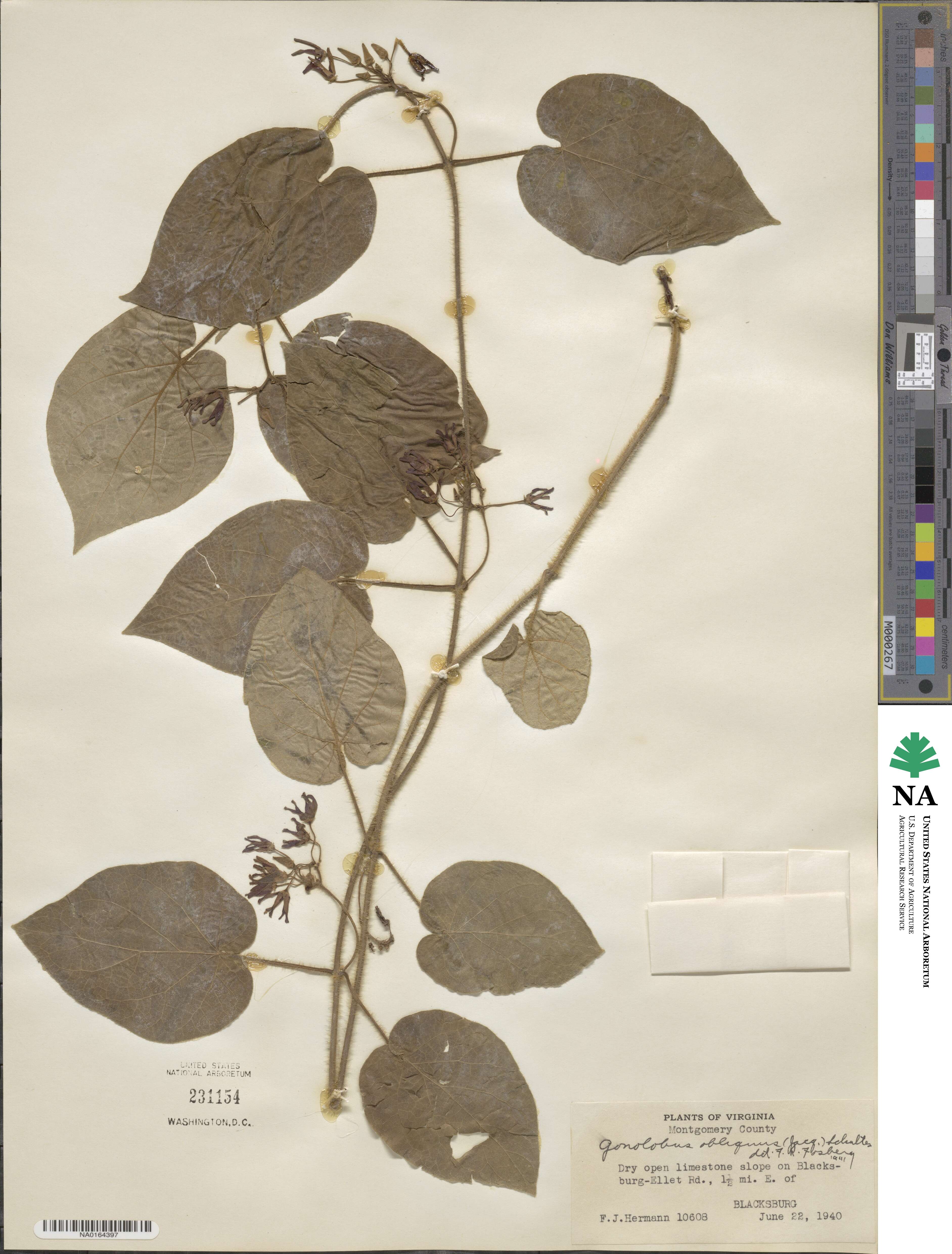 Matelea obliqua image