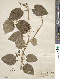 Matelea obliqua image