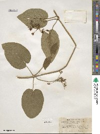 Matelea obliqua image