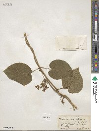 Matelea obliqua image