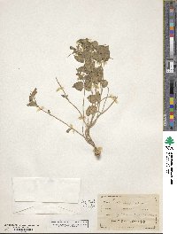 Matelea parvifolia image