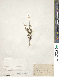 Matelea parvifolia image