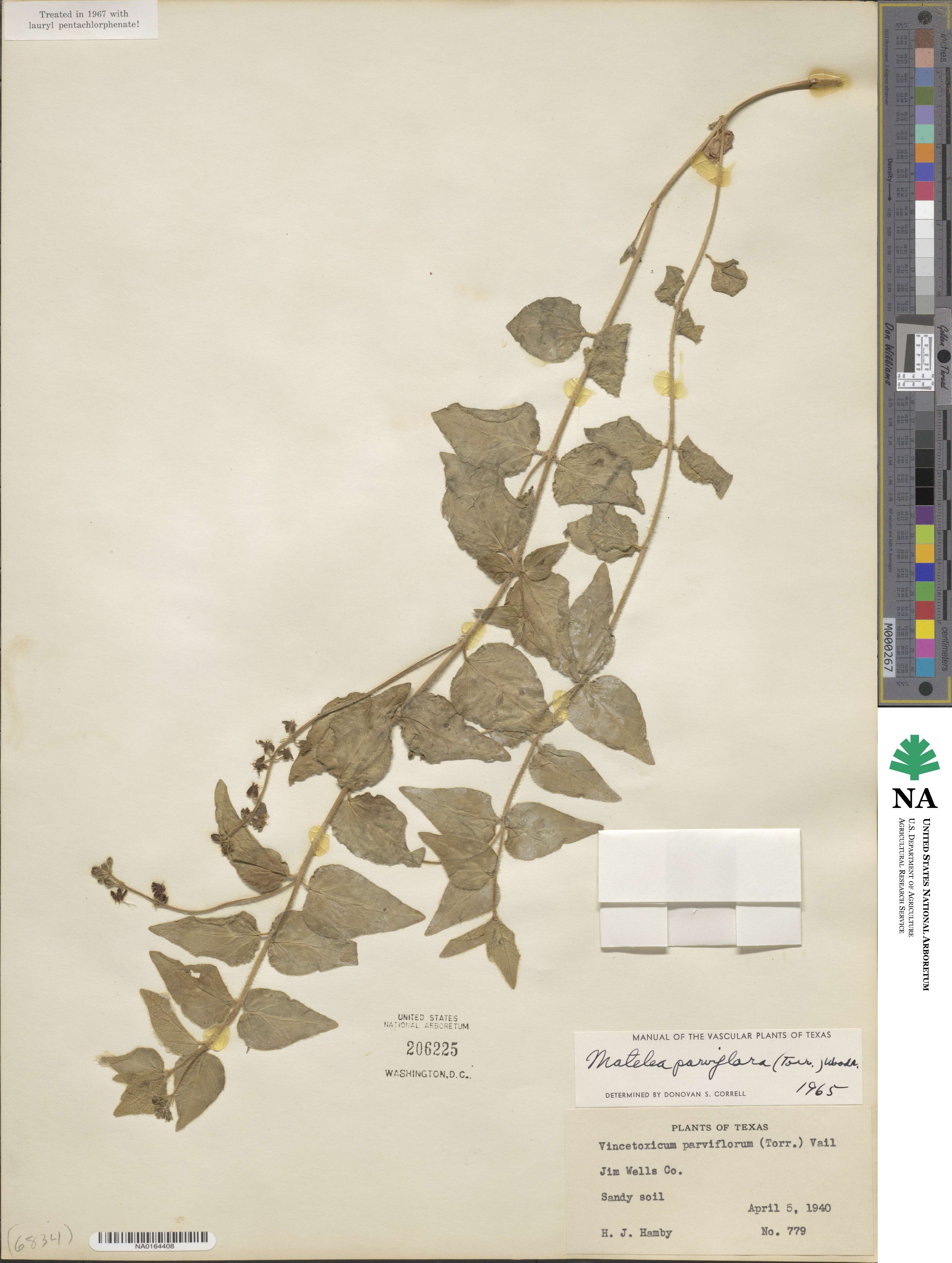 Matelea parvifolia image