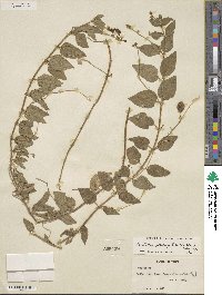 Matelea parvifolia image