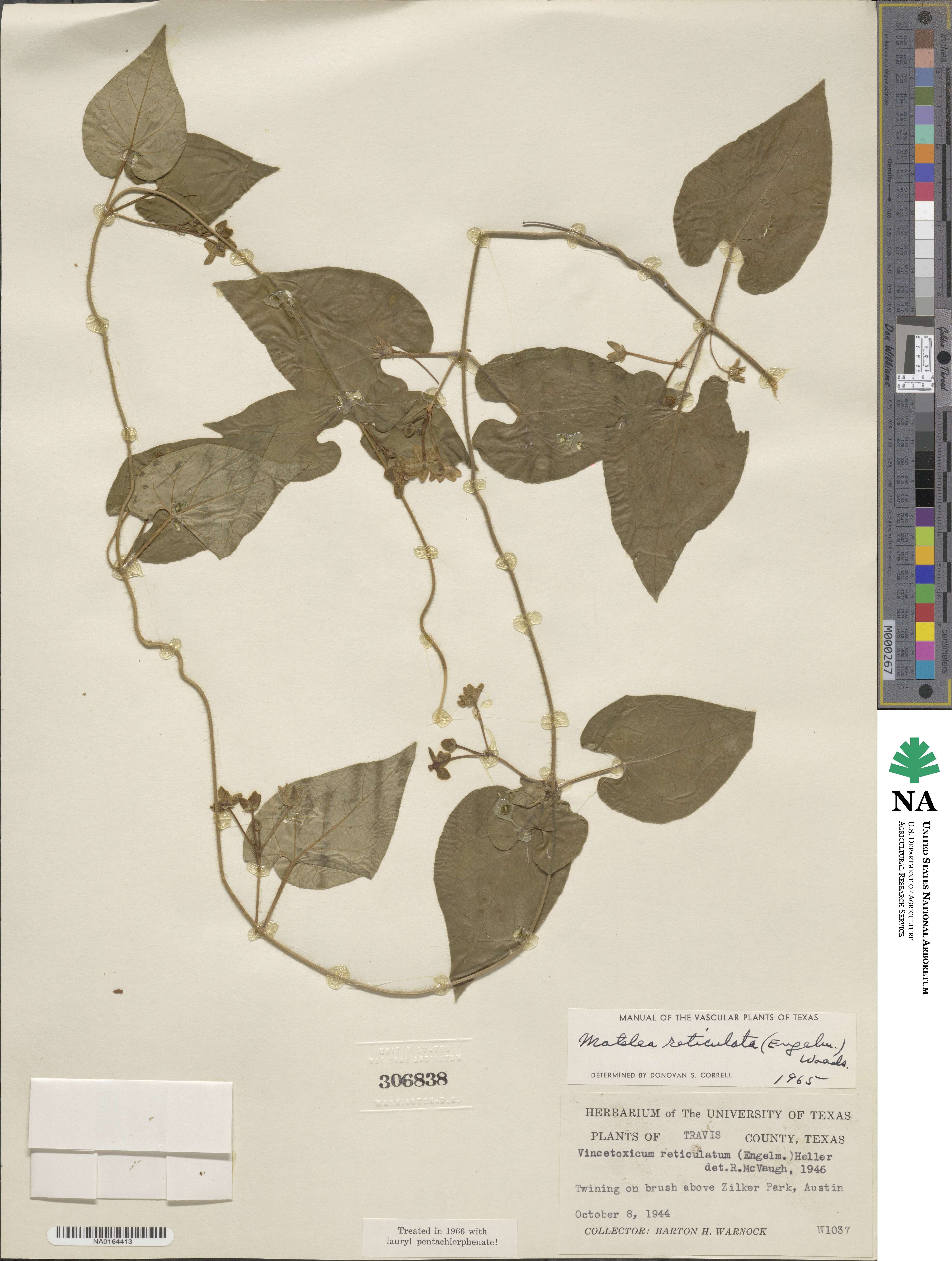 Dictyanthus reticulatus image