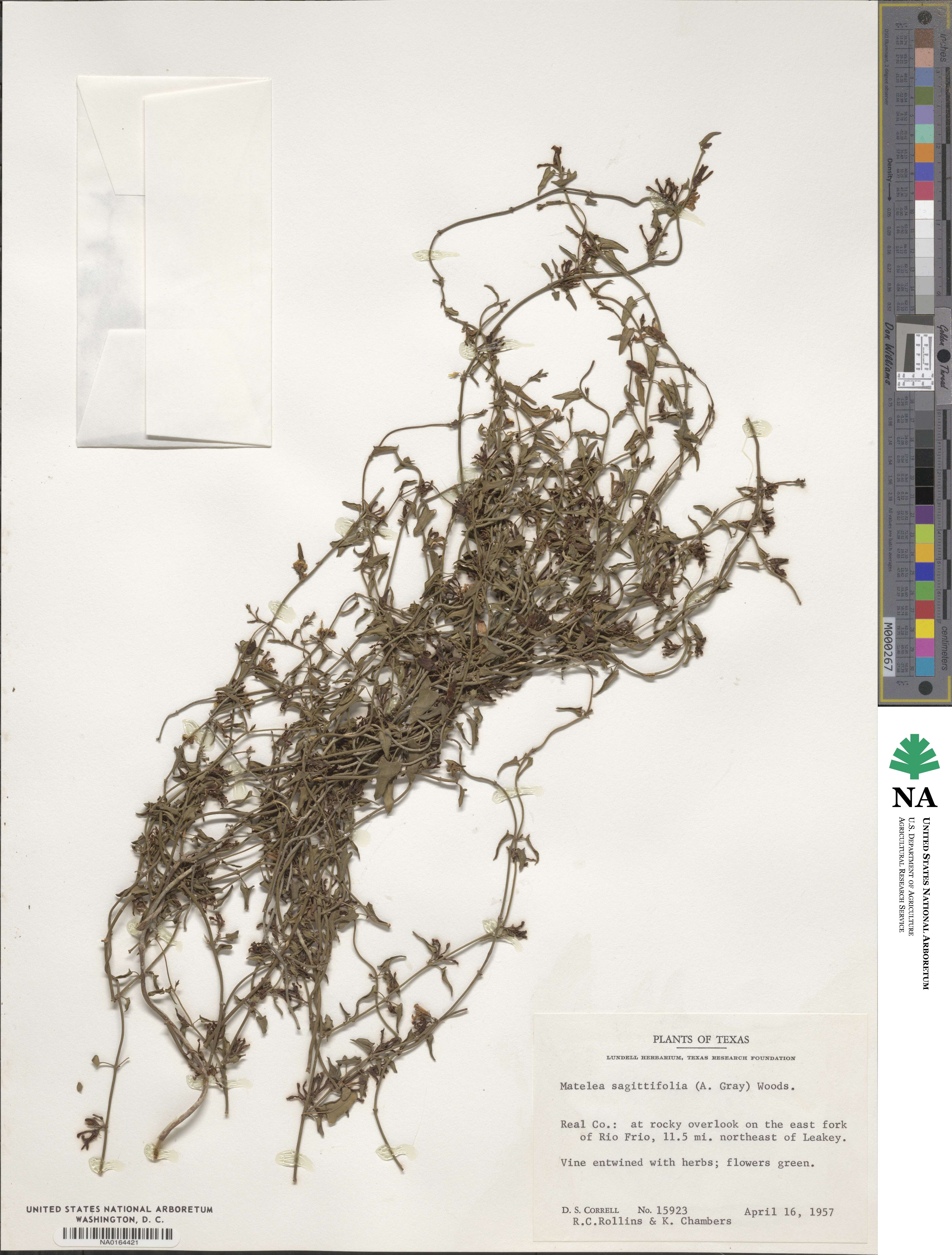 Matelea sagittifolia image