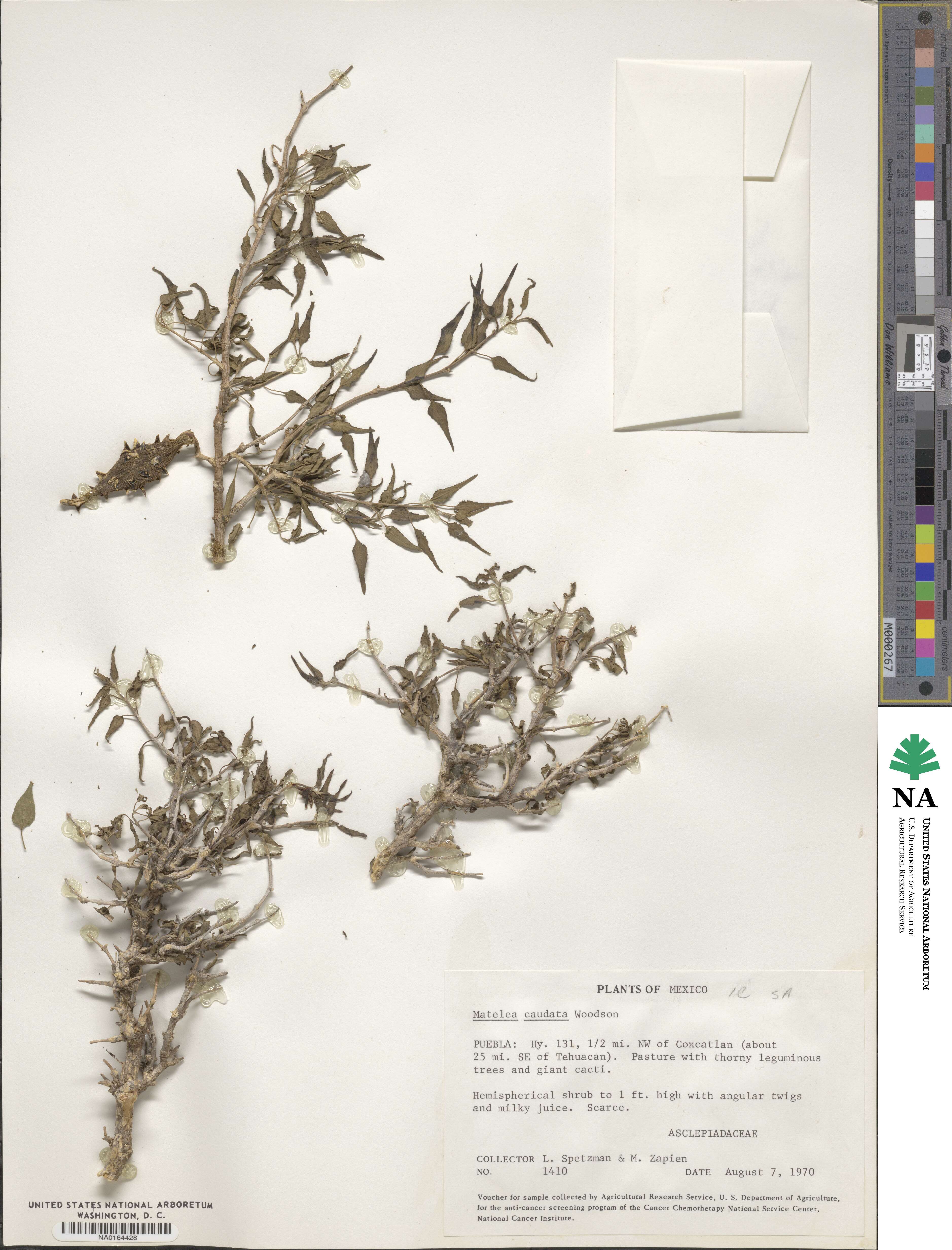 Talayotea caudata image