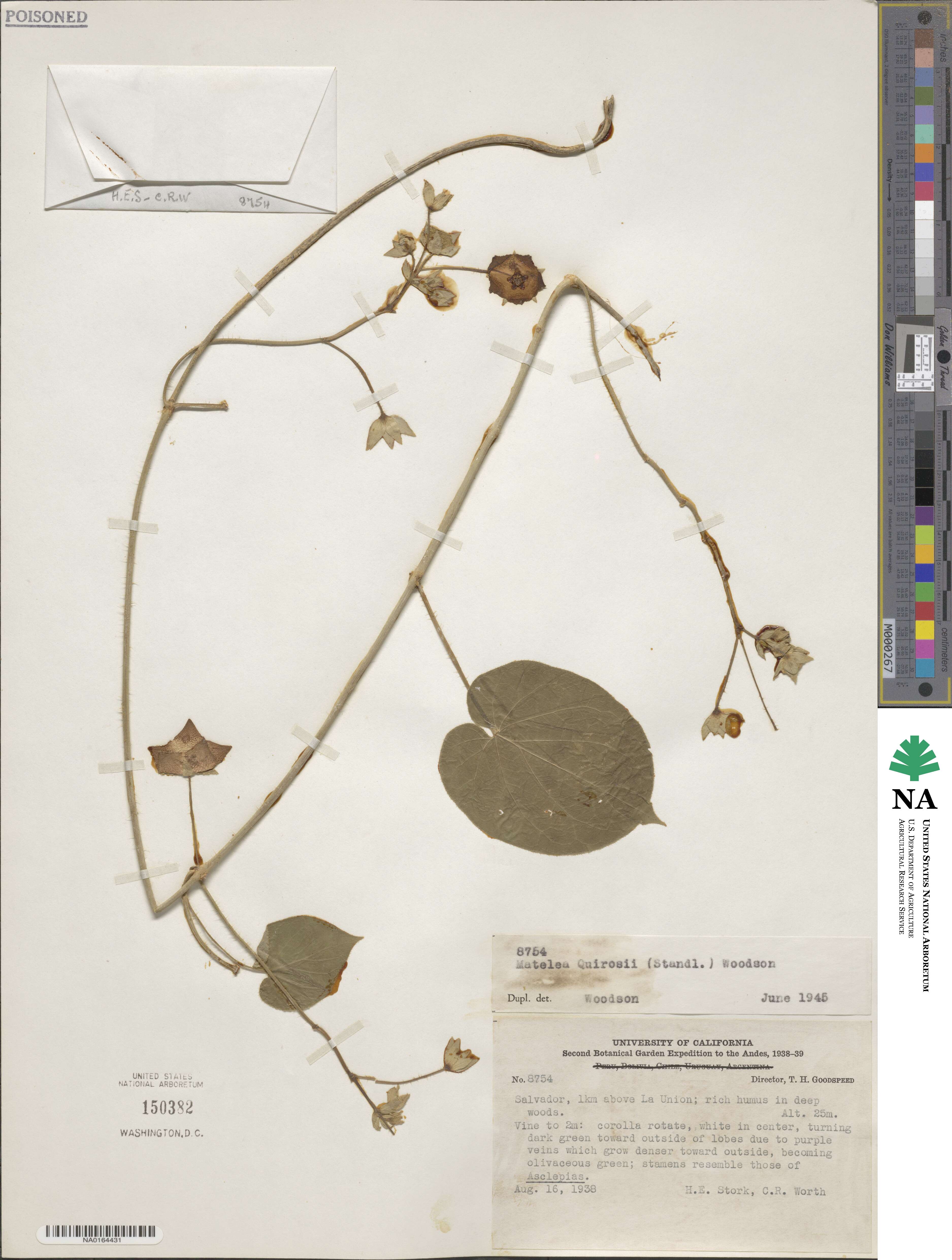 Polystemma image