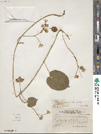 Image of Polystemma guatemalense