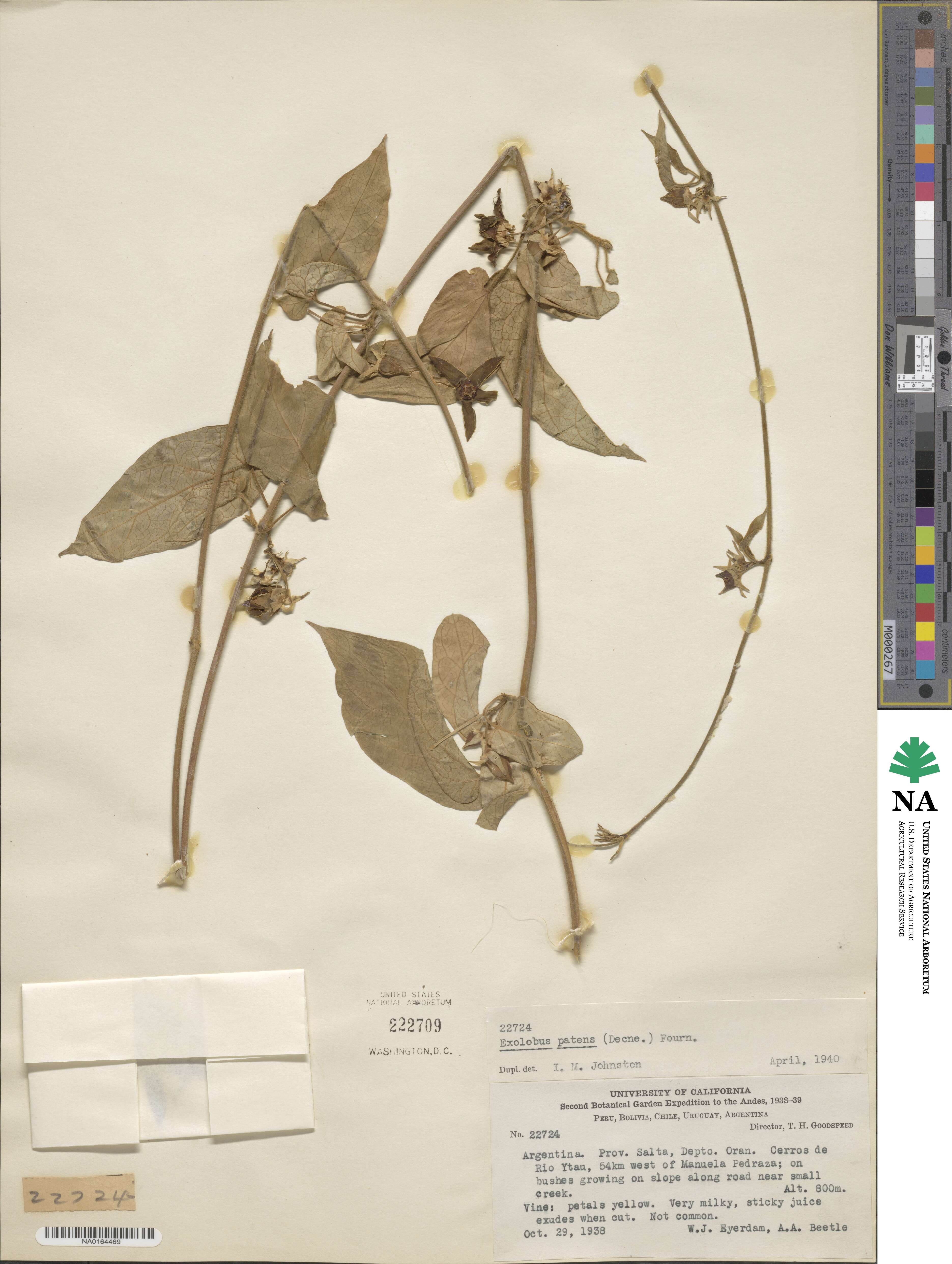 Gonolobus rostratus image