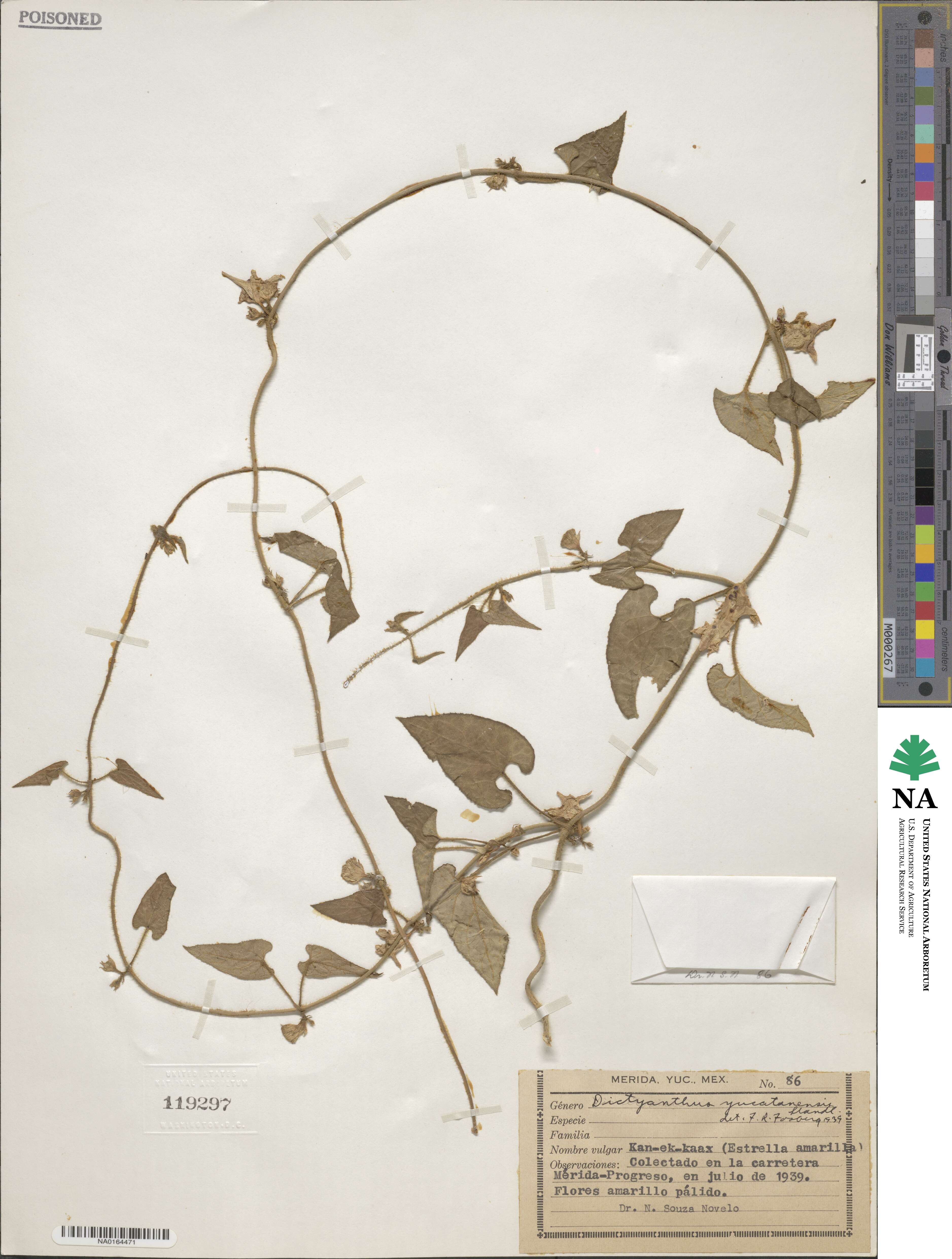 Dictyanthus yucatanensis image