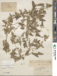 Lachnostoma arizonicum image