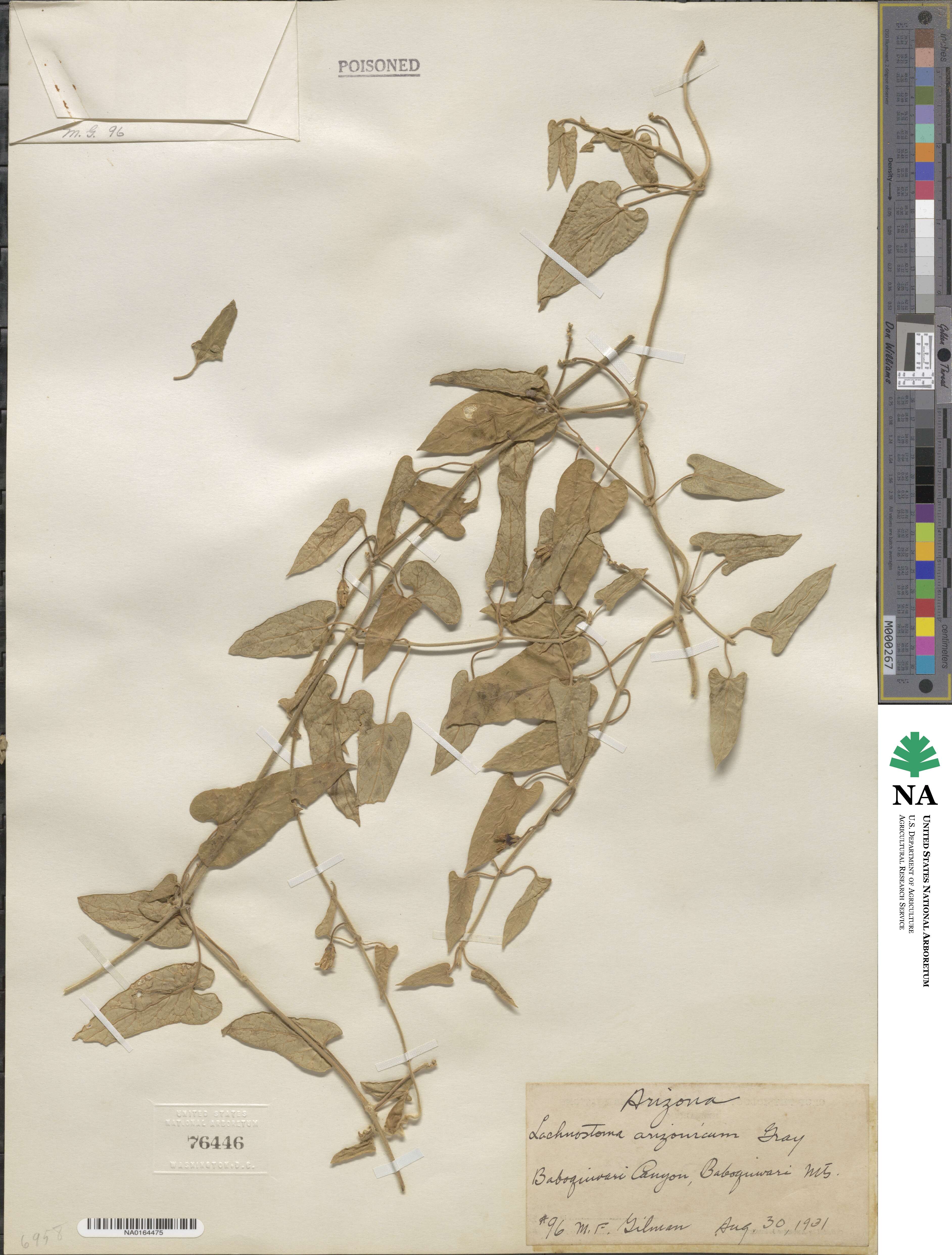 Lachnostoma arizonicum image