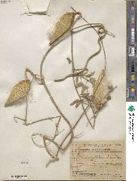 Lachnostoma arizonicum image