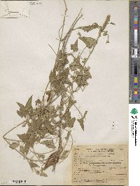 Lachnostoma arizonicum image