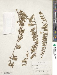 Jacquemontia ovalifolia subsp. sandwicensis image