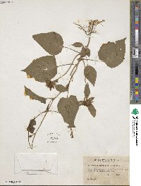 Jacquemontia tamnifolia image