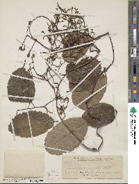Image of Toxocarpus merrillii