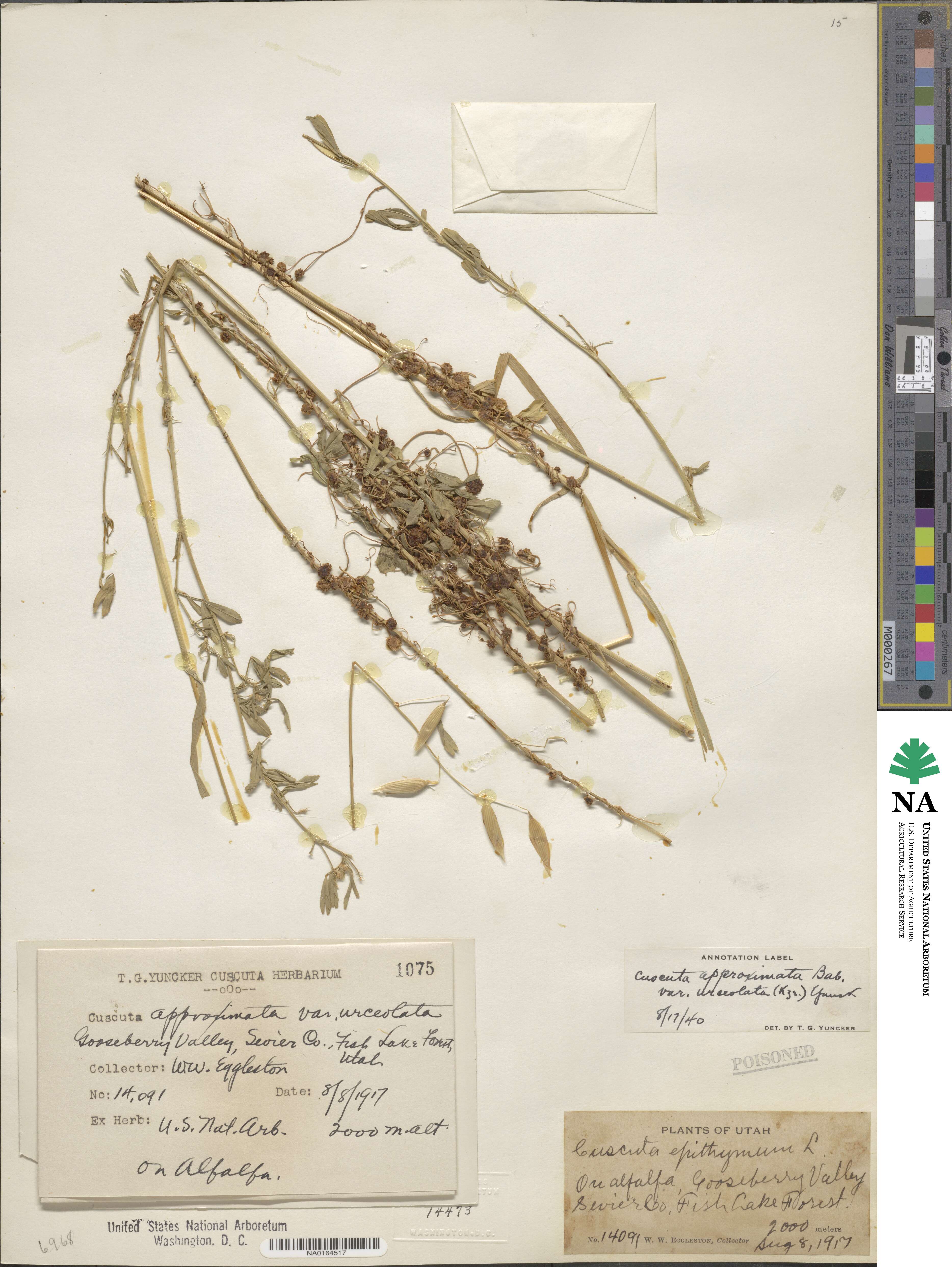 Cuscuta approximata image