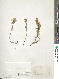 Cuscuta californica image