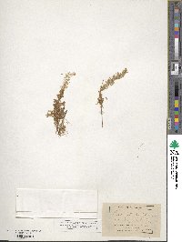 Cuscuta californica image