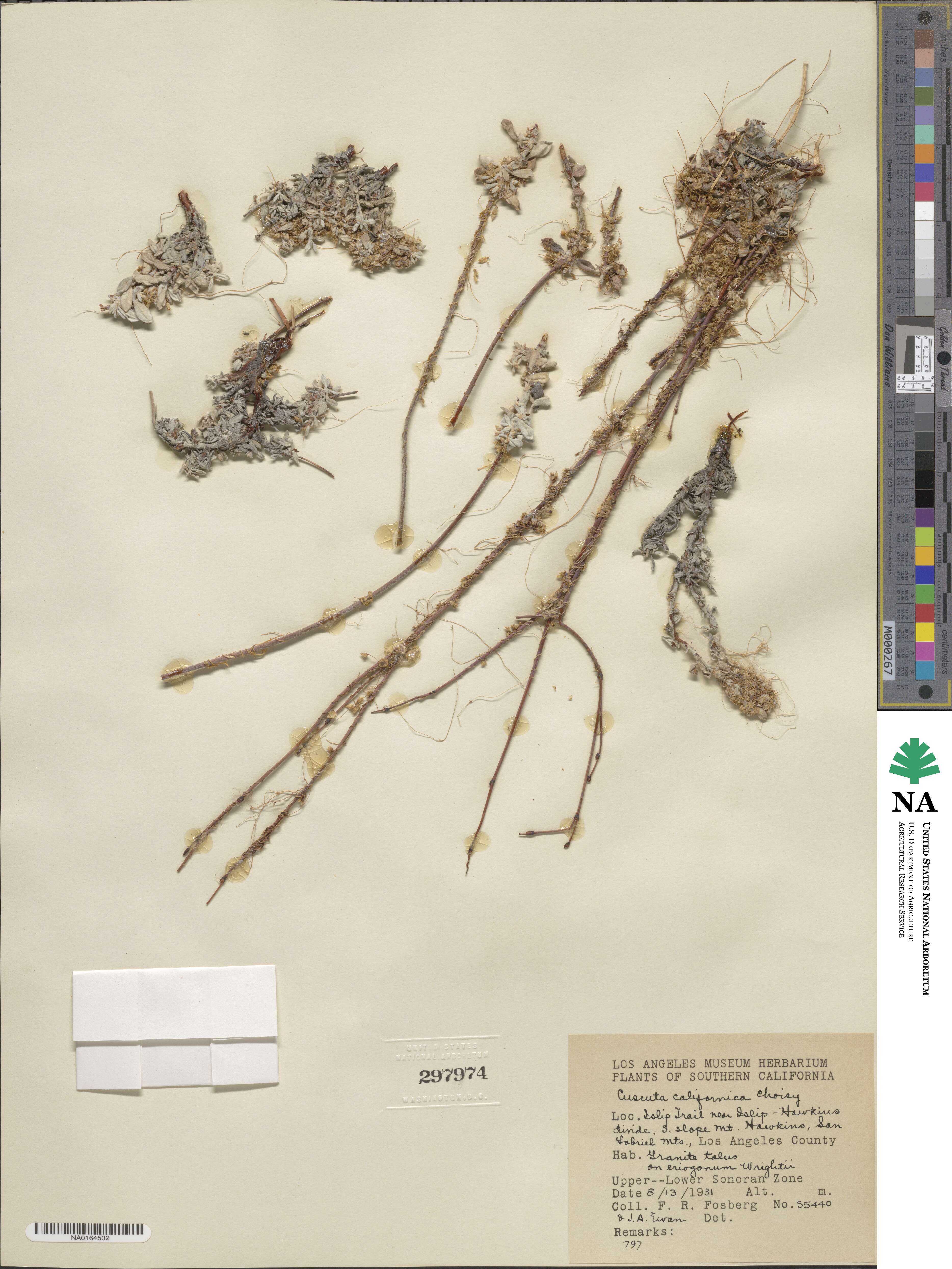 Cuscuta californica image