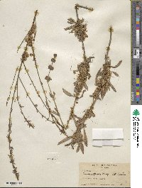 Cuscuta californica image