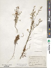 Cuscuta campestris image