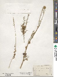 Cuscuta campestris image