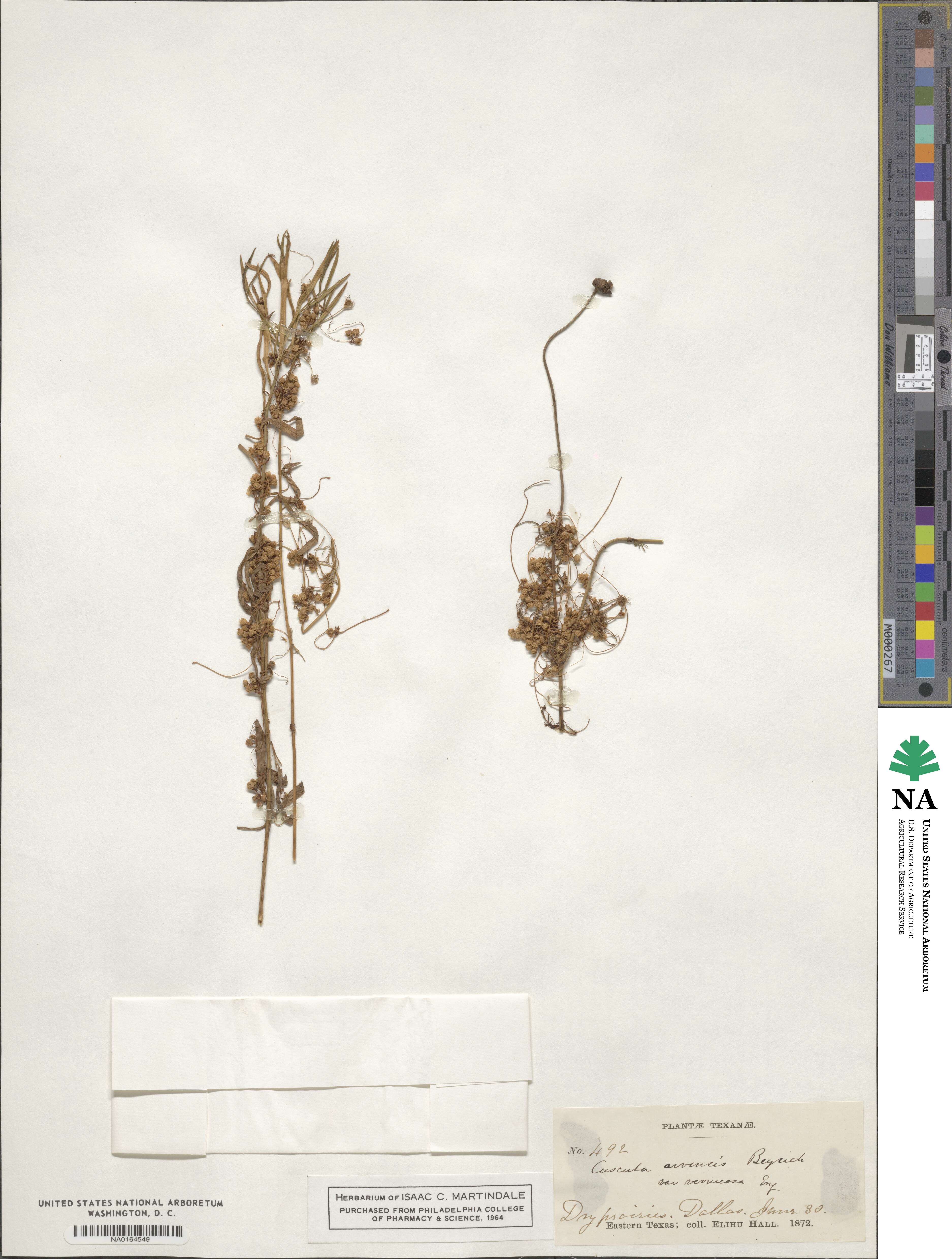 Cuscuta campestris image