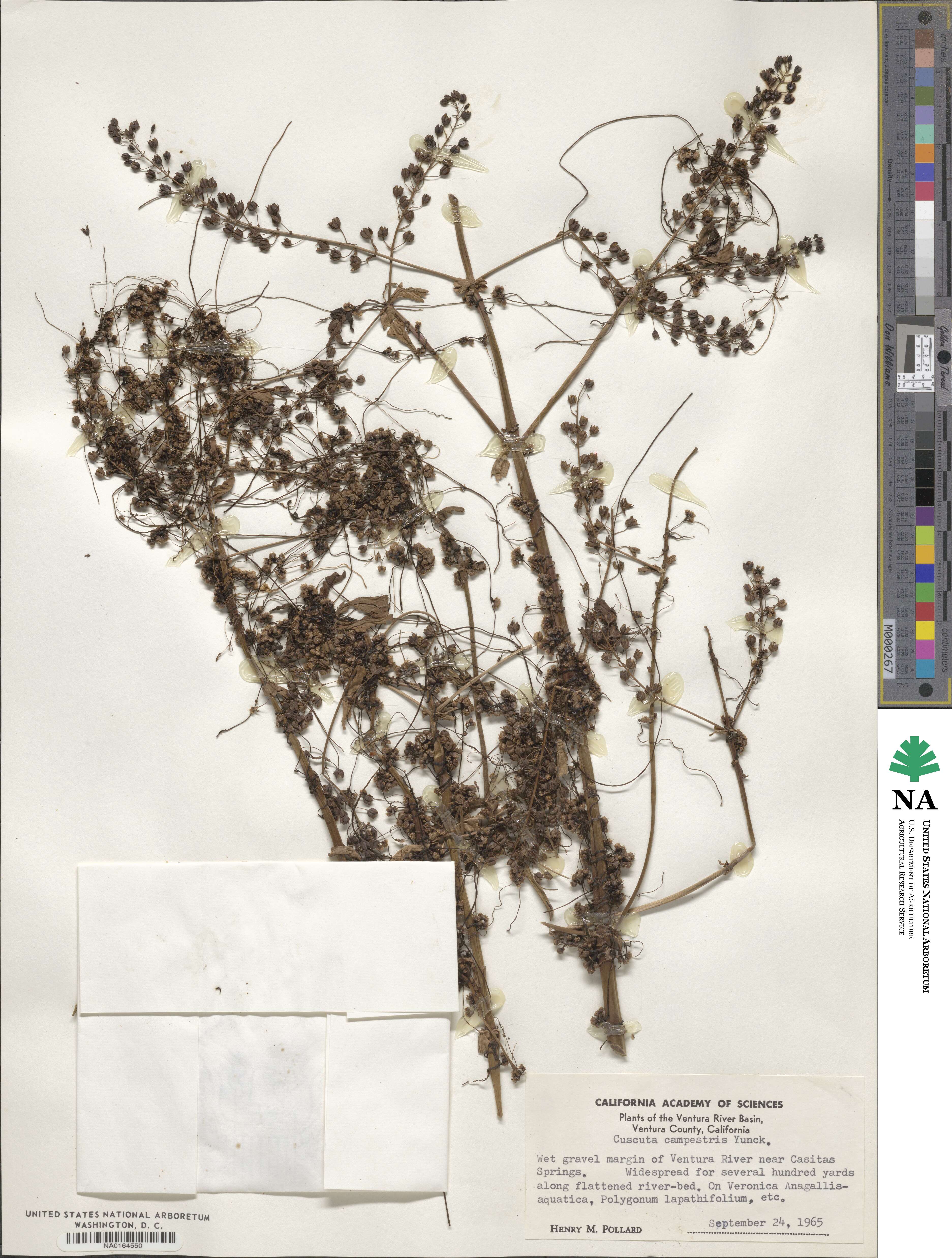 Cuscuta campestris image