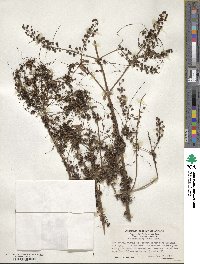 Cuscuta campestris image