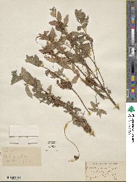 Cuscuta campestris image