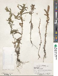 Cuscuta campestris image