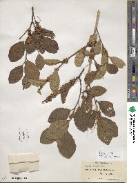 Cuscuta compacta image