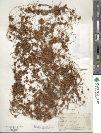 Cuscuta compacta image