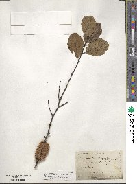 Cuscuta compacta image