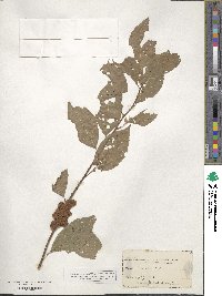 Cuscuta compacta image