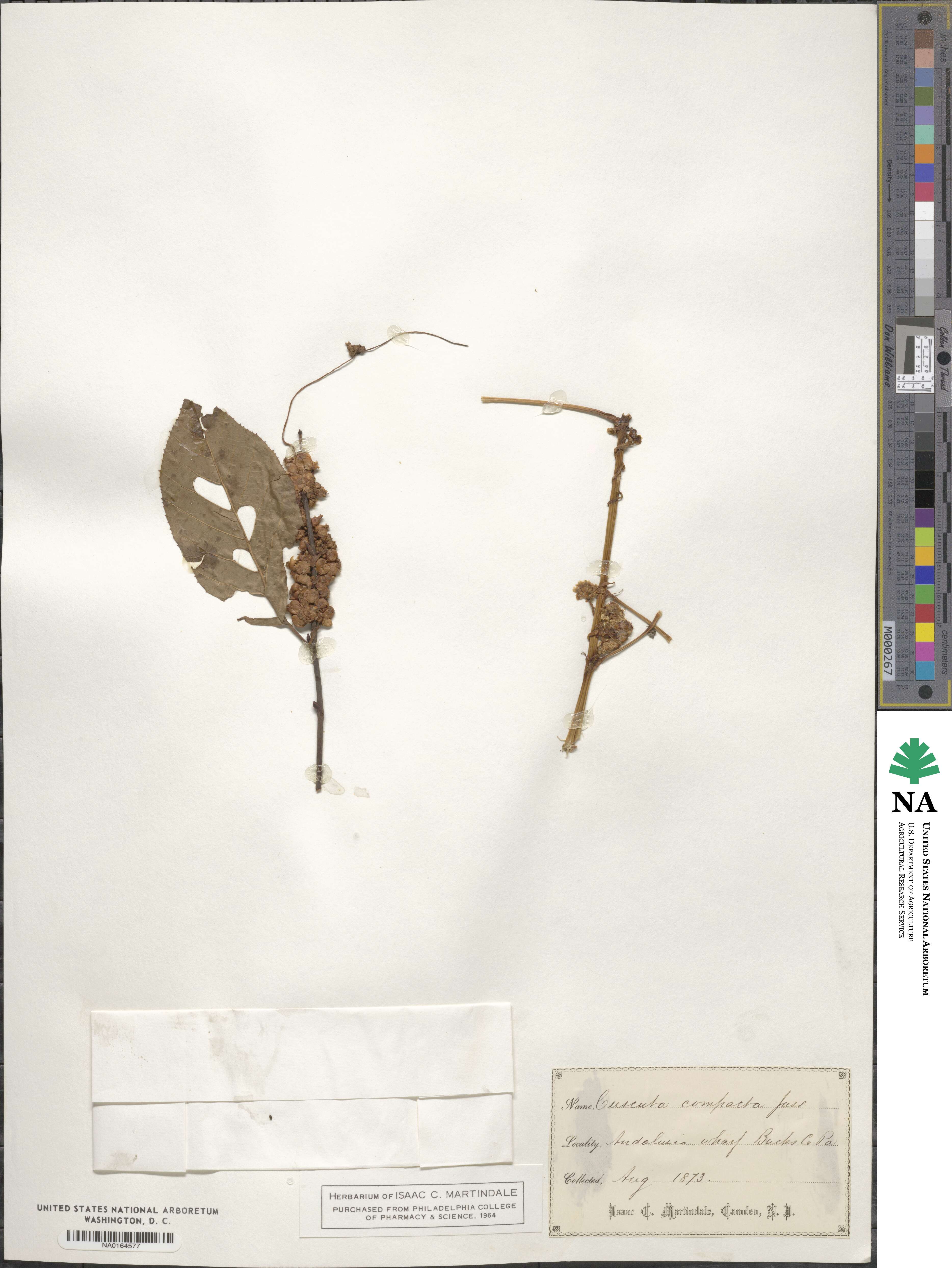 Cuscuta compacta image