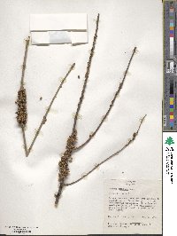 Cuscuta compacta image