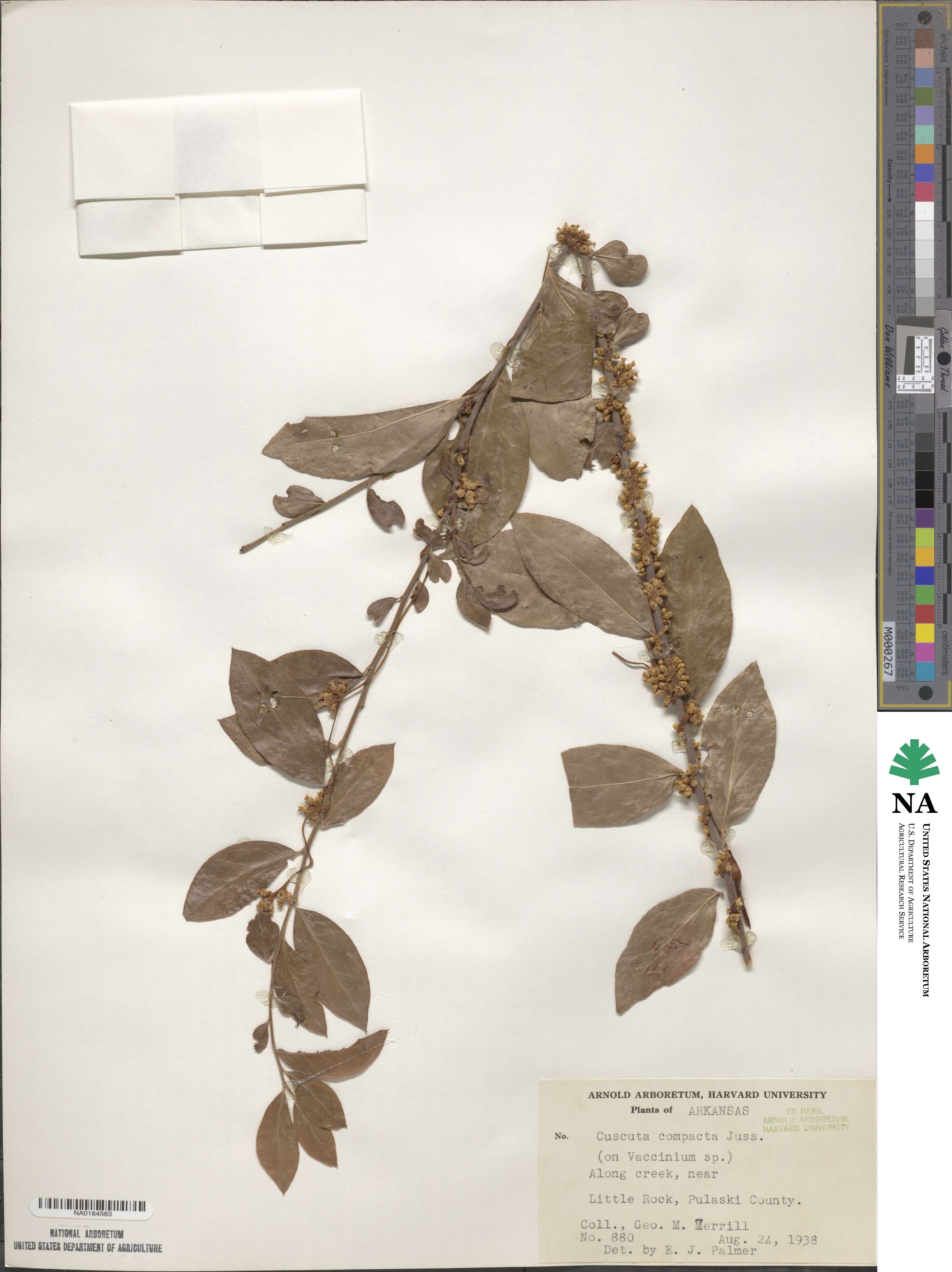 Cuscuta compacta image