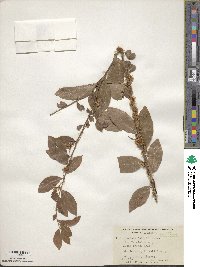 Cuscuta compacta image