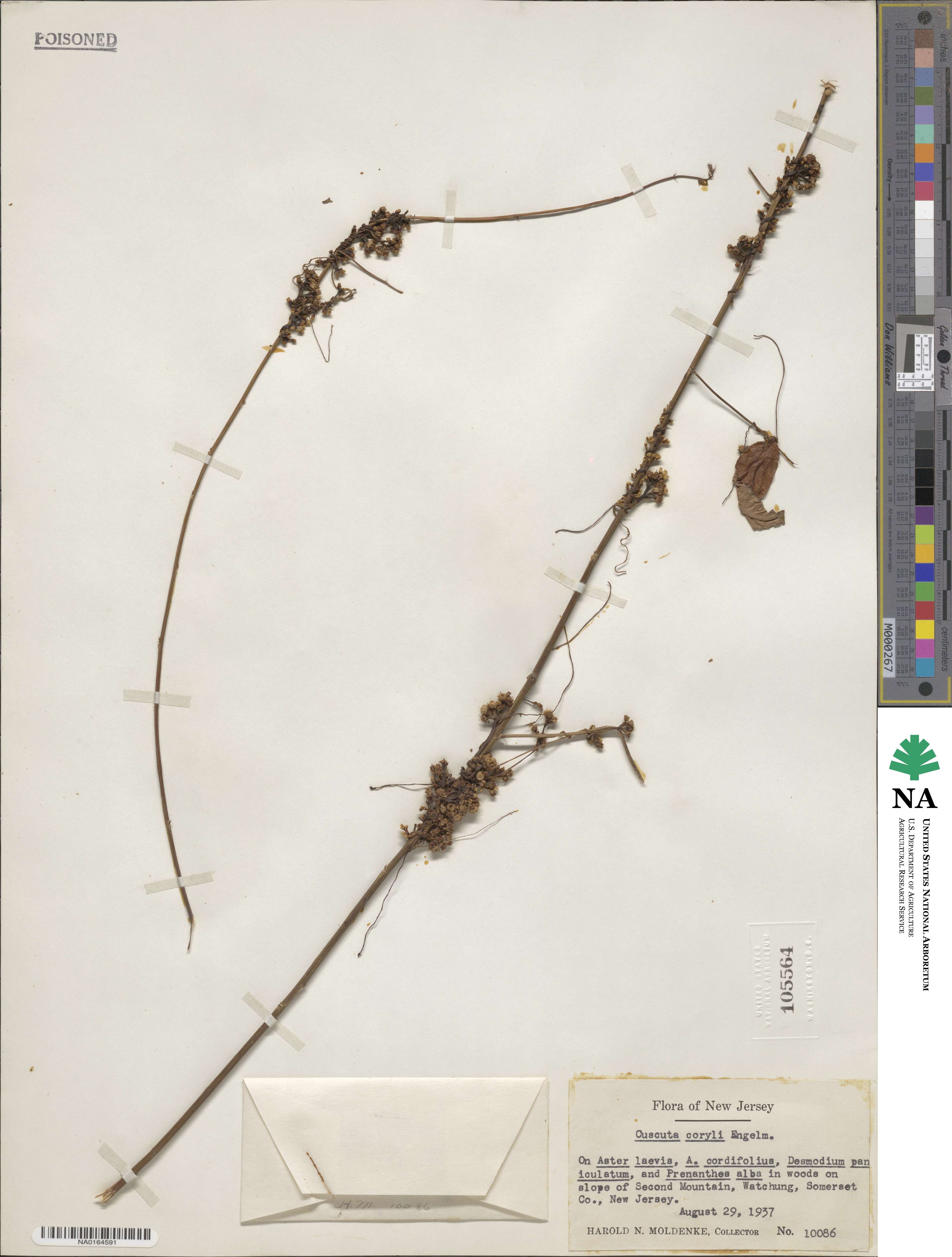 Cuscuta coryli image