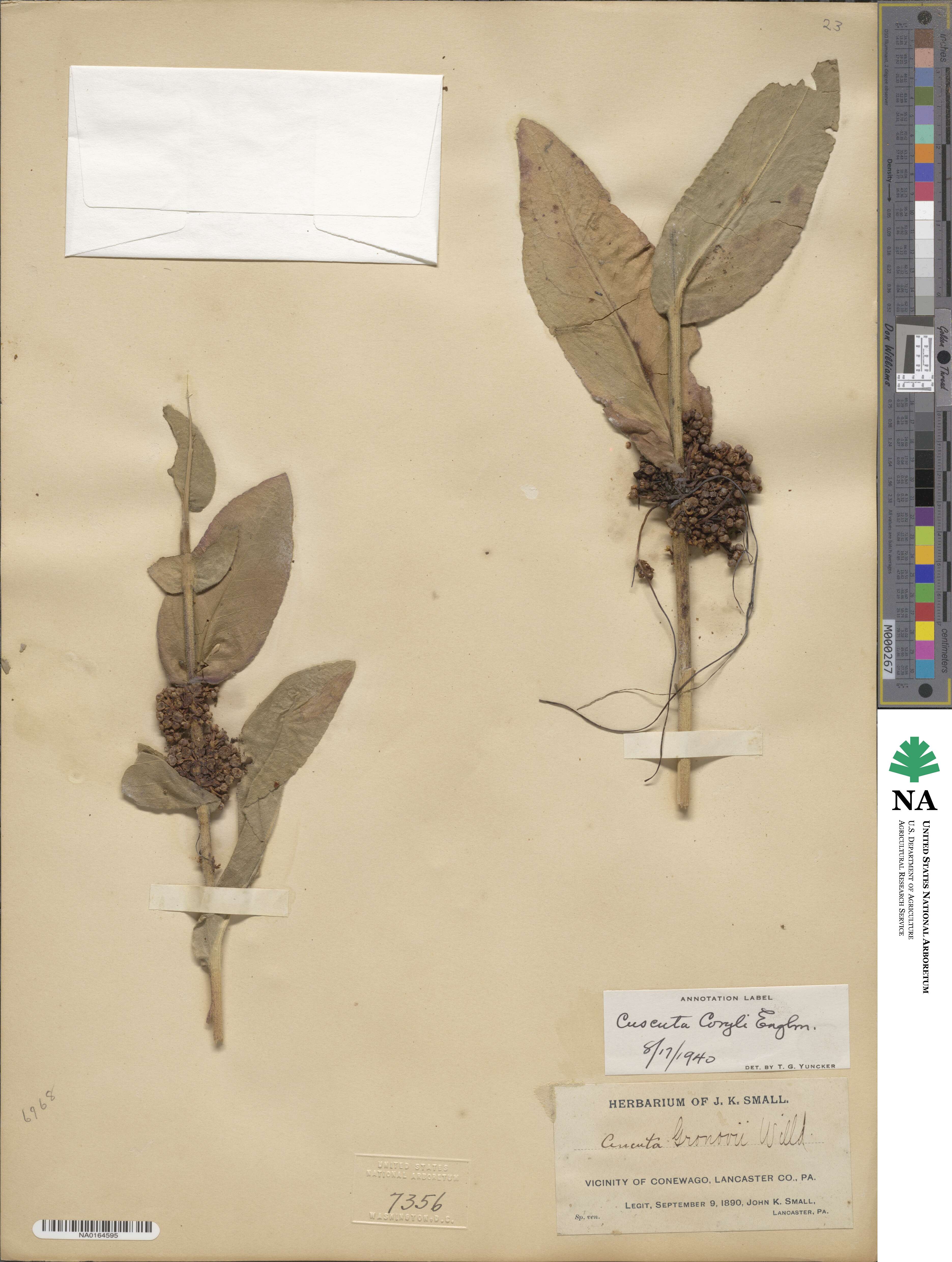 Cuscuta coryli image